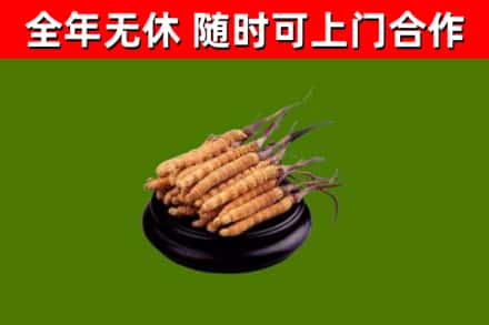 云龙回收散虫草