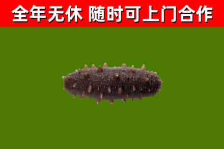 云龙回收海参干